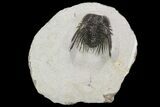 Spiny Leonaspis Trilobite - Morocco #98638-4